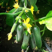 Огурец Великолепная пятерка F1