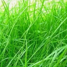 Райграс Рапид однолетний (большой пакет)