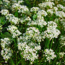 Лук рамозум