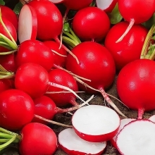 Редис Ранний урожай