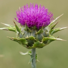 Расторопша Здравница пятнистая