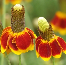 Ратибида Цветок прерий