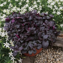 Базилик Ред болл