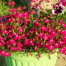 Лобелия Красный фонтан плетистая