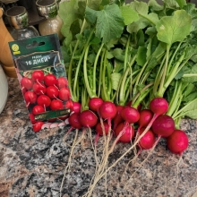 Редис 16 дней