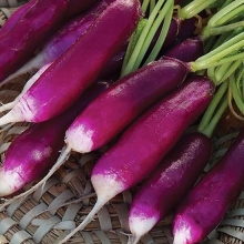 Редис Ведьмины Пальцы