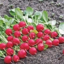 Редис Охотский