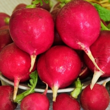 Редис Русский размер