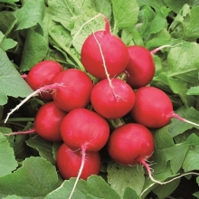 Редис Сахарный Гигант