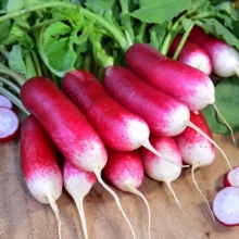 Редис Санькина Любовь