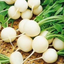 Редис Снежок