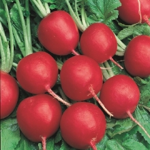 Редис Уральский экспресс® F1