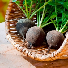 Редька Годзилла