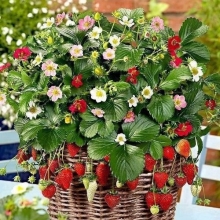 Земляника Рэйнбоу Трэже F1 смесь