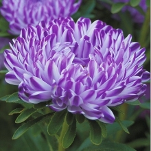 Астра Риббон Блю