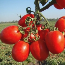 Томат Рио Фуего