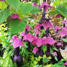 Родохитон Рубиновые Колокола