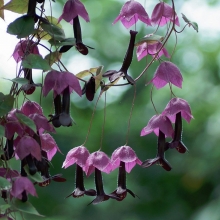 Родохитон Китайские фонарики