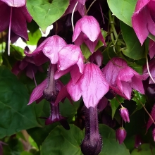 Родохитон Пурпурные фонарики