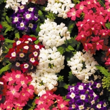 Вербена Романс смесь