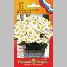 Ромашка Мадонна (нивяник)