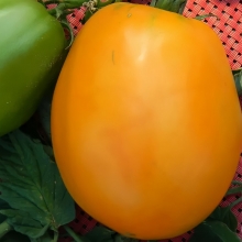 Томат Ромовая бабка