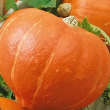 Тыква Россиянка