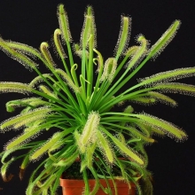 Росянка Альба капская (Хищник) (большой пакет)