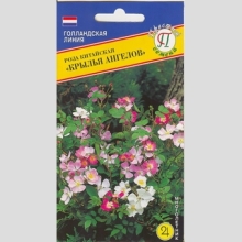 Роза Крылья Ангелов китайская