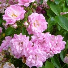 Роза Садовый аромат (многоцветковая)