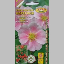 Роза Берегиня собачья (шиповник)