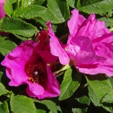 Роза Изабелла (шиповник)