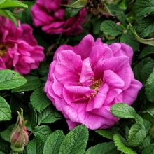 Роза Целительница (морщинистая)