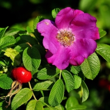 Роза Витамин С Давида