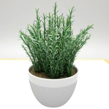 Розмарин Бирюса