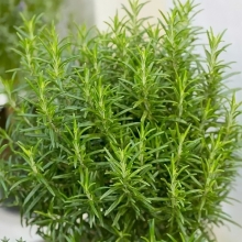 Розмарин Росинка