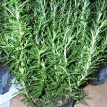 Розмарин Волшебный эликсир