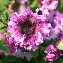 Петуния превосходнейшая Розовая