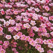 Камнеломка Розовый ковер