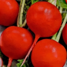 Редис Рубин