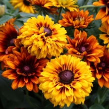 Рудбекия Чероки Сансет