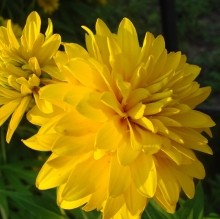 Рудбекия Золотая махровая