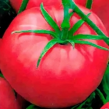 Томат Сахар малиновый