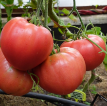 Томат Сахарный бизон