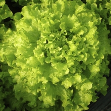 Салат Фантайм