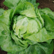 Салат Маслянистый Русский размер (кочанный)