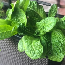 Салат Слоу болтер F1