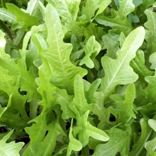 Салат Оленьи рога зеленый