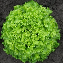 Салат Отличник