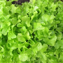 Салат Пармезан листовой